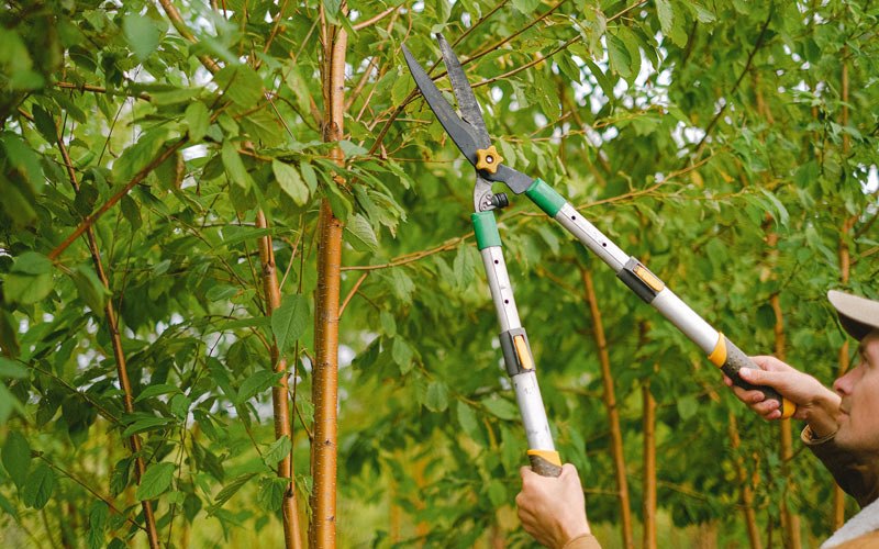 Tree trimming in Diller, NE